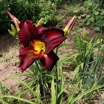 Hemerocallis Chocolate Candy - Daglelie