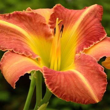 Hemerocallis Crackling Rosie - Daglelie