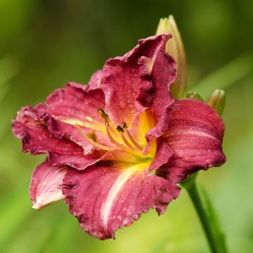 Hemerocallis Desdemona - Daglelie