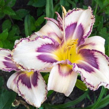 Hemerocallis Destined to See - Daglelie