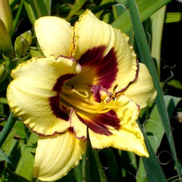 Hemerocallis El Desperado - Daglelie