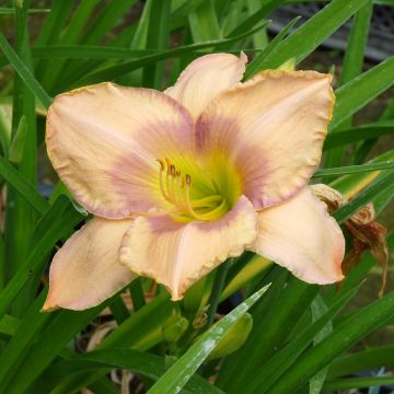 Hemerocallis Elegantissima - Daglelie