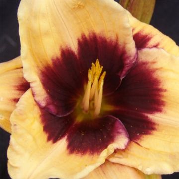 Hemerocallis Eye of Newt - Daglelie
