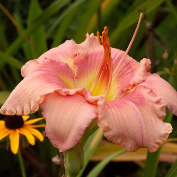 Hemerocallis Eyed Beauty - Daglelie