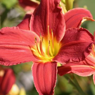 Hemerocallis Fabulous Favorite - Daglelie