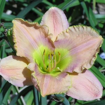 Hemerocallis Graceland - Daglelie