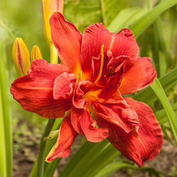 Hemerocallis Highland Lord - Daglelie