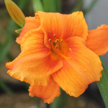 Hemerocallis Hot Wire - Daglelie