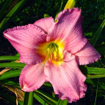Hemerocallis Hundredth Anniversary - Daglelie
