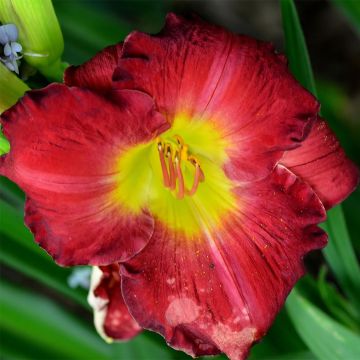 Hemerocallis Hunters Torch - Daglelie