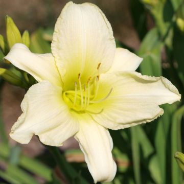Hemerocallis Icily Light - Daglelie
