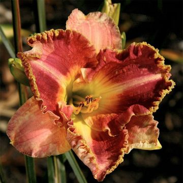 Hemerocallis Ida s Magic - Daglelie