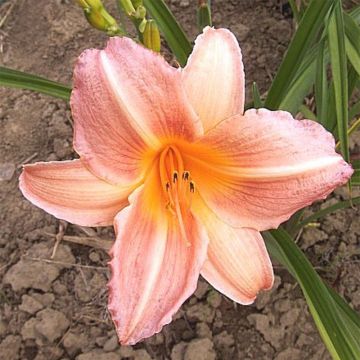 Hemerocallis Insenescence - Daglelie