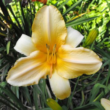 Hemerocallis Ivory Marble - Daglelie
