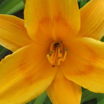 Hemerocallis Lucretius - Daglelie