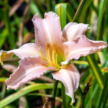 Hemerocallis Luxury Lace - Daglelie