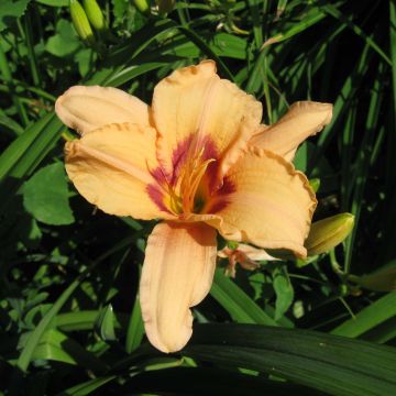 Hemerocallis Lynn Hall - Daglelie