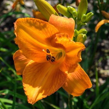 Hemerocallis Mauna Loa - Daglelie