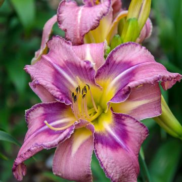 Hemerocallis Mildred Mitchell - Daglelie