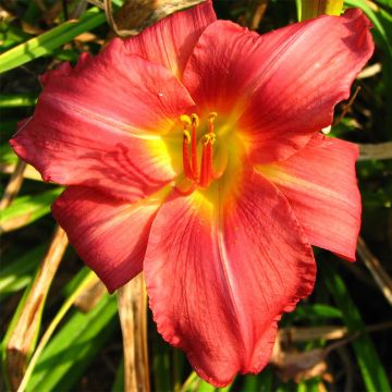 Hemerocallis New Note - Daglelie