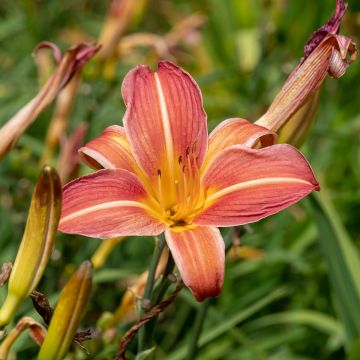 Hemerocallis Neyron Rose - Daglelie