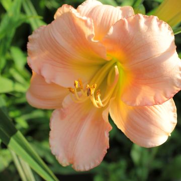 Hemerocallis On and On - Daglelie