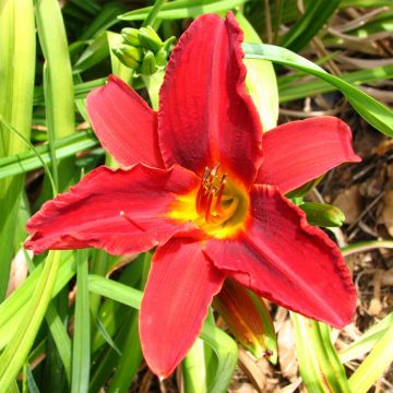 Hemerocallis Oriental Ruby - Daglelie