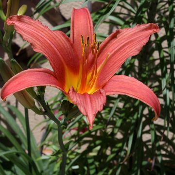 Hemerocallis Pink Damask - Daglelie