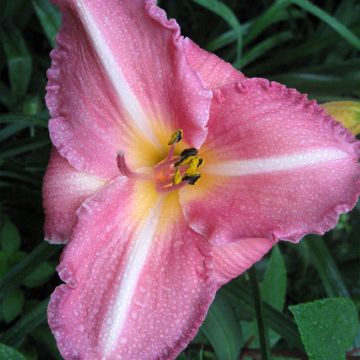 Hemerocallis Royal Flair - Daglelie