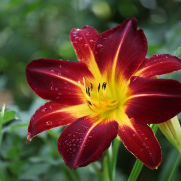 Hemerocallis Ruby Spider - Daglelie