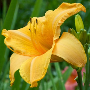 Hemerocallis Ruffled Apricot - Daglelie