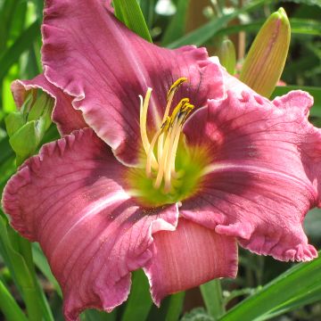 Hemerocallis Russian Ragtime - Daglelie