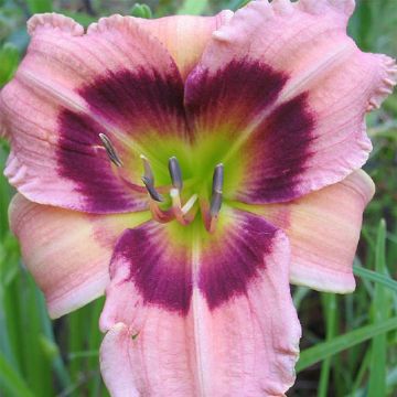 Hemerocallis Siloam Bo Peep - Daglelie
