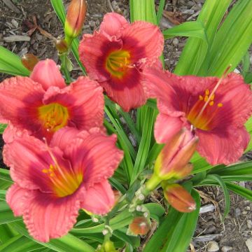 Hemerocallis Siloam Jim Cooper - Daglelie