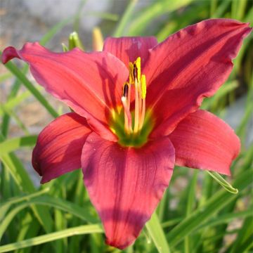 Hemerocallis Skiatook Cardinal - Daglelie