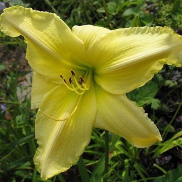 Hemerocallis Soft Cashmere - Daglelie