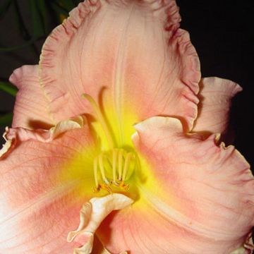 Hemerocallis Someone Special - Daglelie