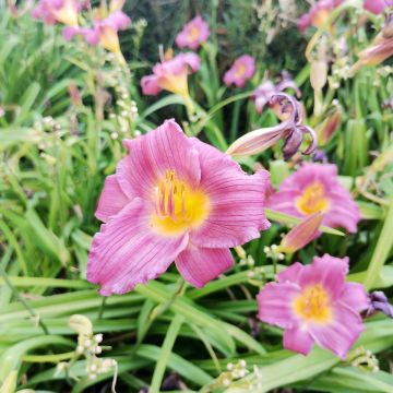 Hemerocallis Speak to Me - Daglelie