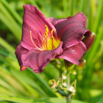 Hemerocallis Summer Wine - Daglelie