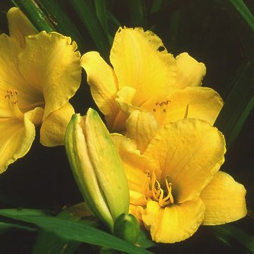 Hemerocallis Suns Eyes - Daglelie