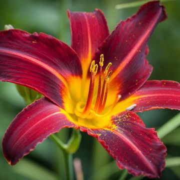 Hemerocallis Sweet Hot Chocolate - Daglelie