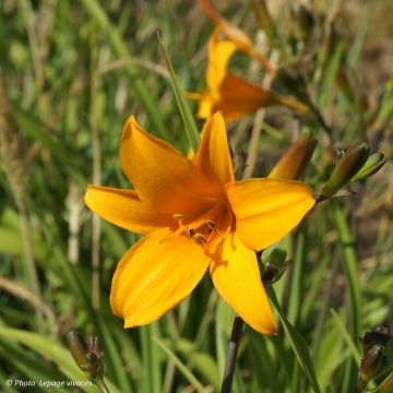 Hemerocallis Thumbelina - Daglelie
