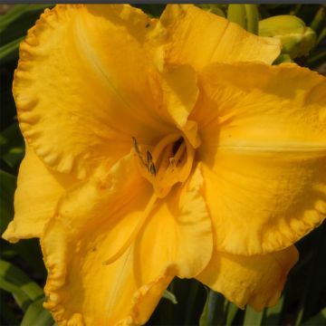 Hemerocallis Victorian Collar - Daglelie