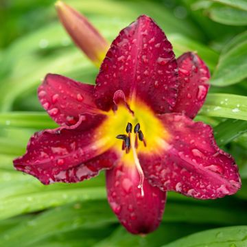 Hemerocallis Vintage Bordeaux - Daglelie