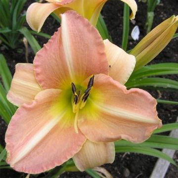 Hemerocallis Yasmin - Daglelie