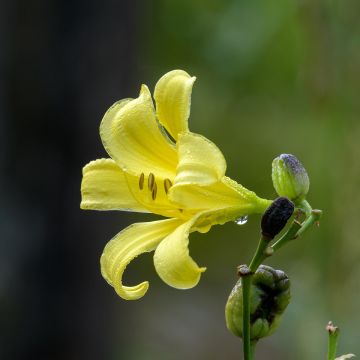 Hemerocallis citrina - Daglelie