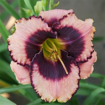 Hemerocallis Daring Deception - Daglelie