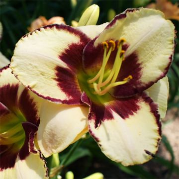 Hemerocallis Dream Legacy - Daglelie