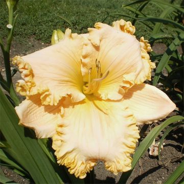 Hemerocallis Enchanted Forest - Daglelie