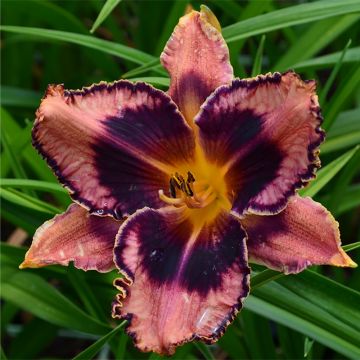 Hemerocallis Exotic Treasure - Daglelie